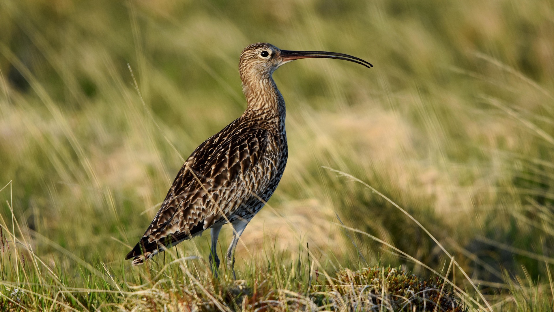 Curlew in a field